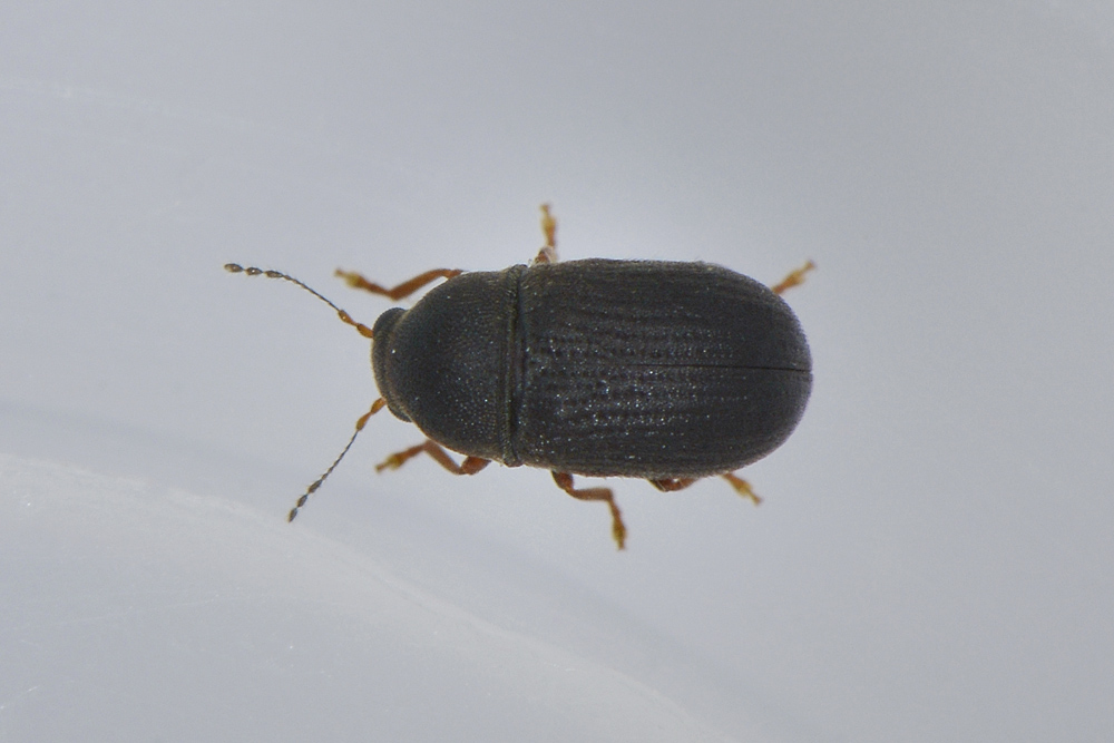 Choragus sheppardi - Anthribidae